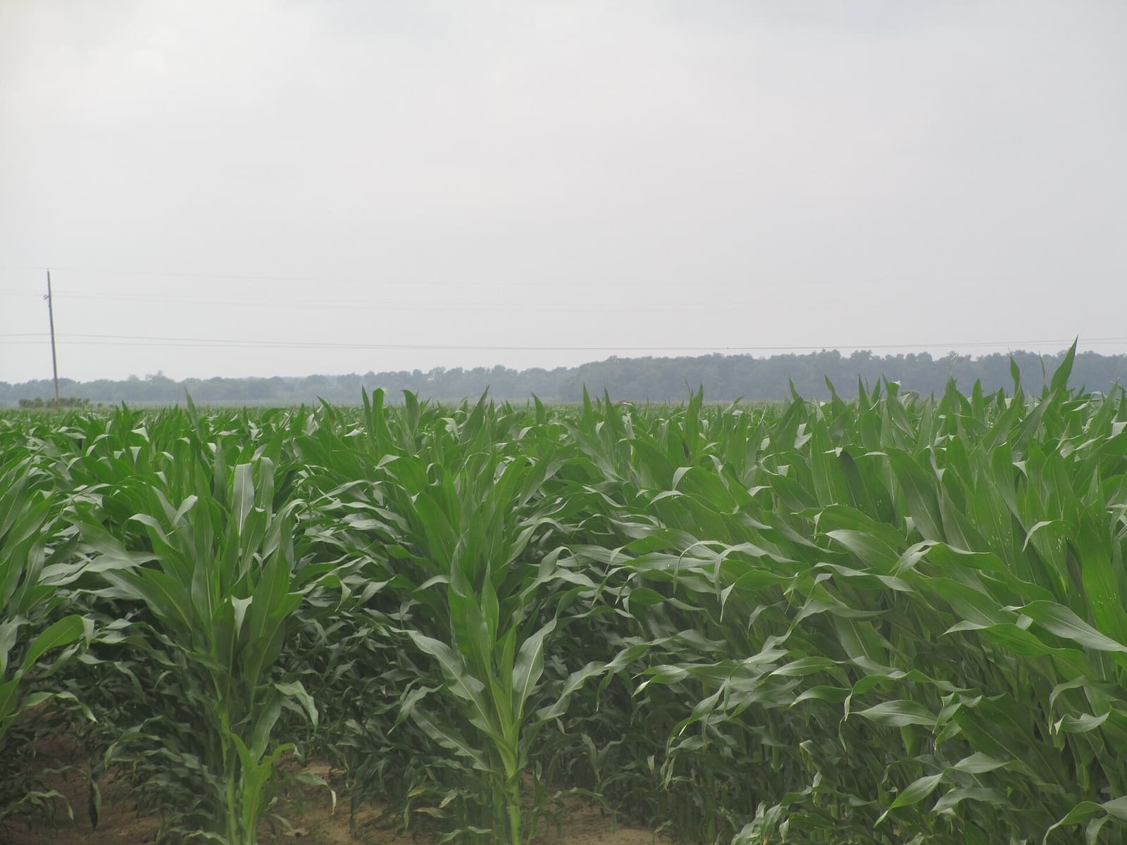 Louisiana: I took photo of corn field in East Carroll Parish, LA, with Canon camera.