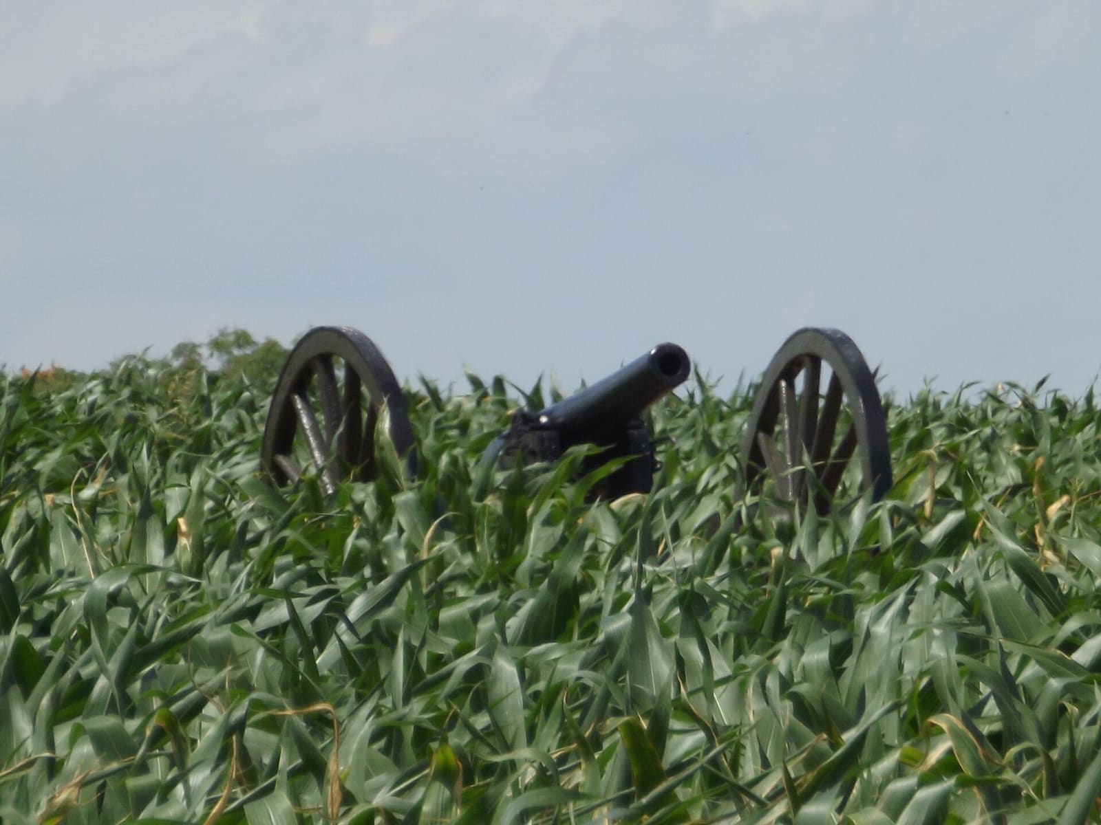 Maryland: "The Cornfield", Antietam National Battlefield
