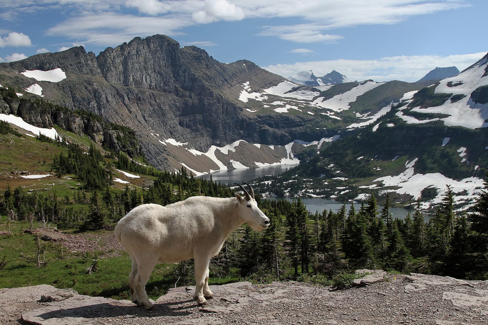 Montana: Mountain goat at Hidden Lake, near Logan Pass, in Glacier National Park